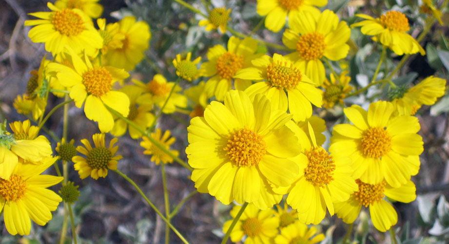 Brittlebush in Bloom Arizona USA