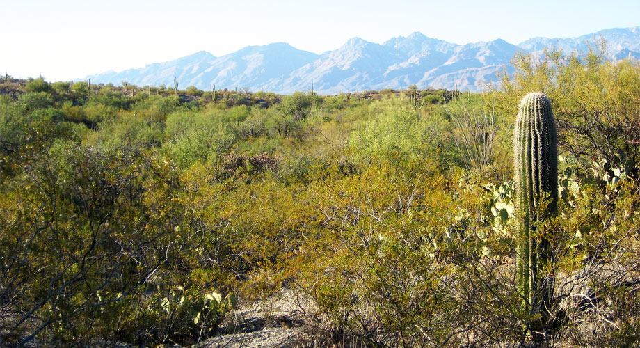 Arizona USA Desert Vista