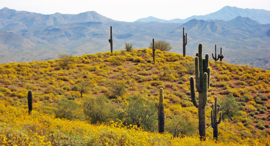 Arizona USA Saguaros